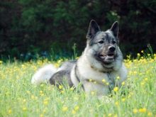 Сторожові породи собак (фото 48): кращі пси-сторожі для приватного будинку, собаки великих, маленьких і середніх розмірів з назвами і описом