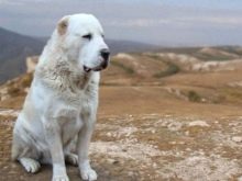 Сторожові породи собак (фото 48): кращі пси-сторожі для приватного будинку, собаки великих, маленьких і середніх розмірів з назвами і описом