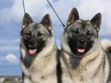 Сторожові породи собак (фото 48): кращі пси-сторожі для приватного будинку, собаки великих, маленьких і середніх розмірів з назвами і описом