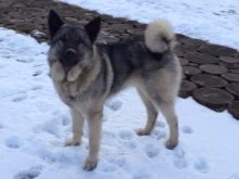 Сторожові породи собак (фото 48): кращі пси-сторожі для приватного будинку, собаки великих, маленьких і середніх розмірів з назвами і описом