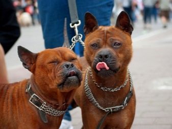 Сторожові породи собак (фото 48): кращі пси-сторожі для приватного будинку, собаки великих, маленьких і середніх розмірів з назвами і описом