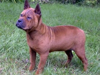 Сторожові породи собак (фото 48): кращі пси-сторожі для приватного будинку, собаки великих, маленьких і середніх розмірів з назвами і описом