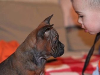 Сторожові породи собак (фото 48): кращі пси-сторожі для приватного будинку, собаки великих, маленьких і середніх розмірів з назвами і описом