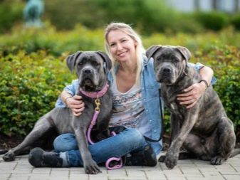 Сторожові породи собак (фото 48): кращі пси-сторожі для приватного будинку, собаки великих, маленьких і середніх розмірів з назвами і описом