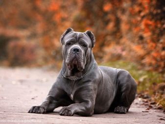 Сторожові породи собак (фото 48): кращі пси-сторожі для приватного будинку, собаки великих, маленьких і середніх розмірів з назвами і описом