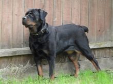 Сторожові породи собак (фото 48): кращі пси-сторожі для приватного будинку, собаки великих, маленьких і середніх розмірів з назвами і описом