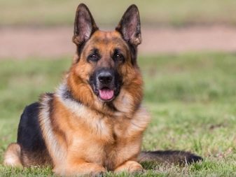 Сторожові породи собак (фото 48): кращі пси-сторожі для приватного будинку, собаки великих, маленьких і середніх розмірів з назвами і описом