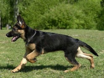 Сторожові породи собак (фото 48): кращі пси-сторожі для приватного будинку, собаки великих, маленьких і середніх розмірів з назвами і описом