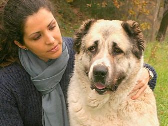 Сторожові породи собак (фото 48): кращі пси-сторожі для приватного будинку, собаки великих, маленьких і середніх розмірів з назвами і описом