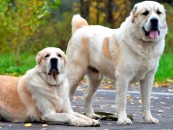 Сторожові породи собак (фото 48): кращі пси-сторожі для приватного будинку, собаки великих, маленьких і середніх розмірів з назвами і описом