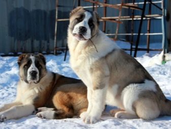 Сторожові породи собак (фото 48): кращі пси-сторожі для приватного будинку, собаки великих, маленьких і середніх розмірів з назвами і описом