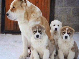 Сторожові породи собак (фото 48): кращі пси-сторожі для приватного будинку, собаки великих, маленьких і середніх розмірів з назвами і описом