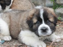 Сторожові породи собак (фото 48): кращі пси-сторожі для приватного будинку, собаки великих, маленьких і середніх розмірів з назвами і описом