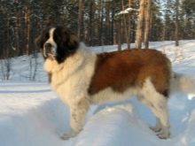 Сторожові породи собак (фото 48): кращі пси-сторожі для приватного будинку, собаки великих, маленьких і середніх розмірів з назвами і описом