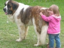 Сторожові породи собак (фото 48): кращі пси-сторожі для приватного будинку, собаки великих, маленьких і середніх розмірів з назвами і описом