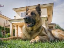 Сторожові породи собак (фото 48): кращі пси-сторожі для приватного будинку, собаки великих, маленьких і середніх розмірів з назвами і описом