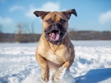 Сторожові породи собак (фото 48): кращі пси-сторожі для приватного будинку, собаки великих, маленьких і середніх розмірів з назвами і описом