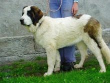 Сторожові породи собак (фото 48): кращі пси-сторожі для приватного будинку, собаки великих, маленьких і середніх розмірів з назвами і описом