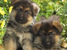 Сторожові породи собак (фото 48): кращі пси-сторожі для приватного будинку, собаки великих, маленьких і середніх розмірів з назвами і описом