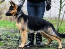 Сторожові породи собак (фото 48): кращі пси-сторожі для приватного будинку, собаки великих, маленьких і середніх розмірів з назвами і описом