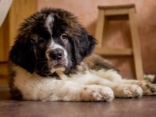 Сторожові породи собак (фото 48): кращі пси-сторожі для приватного будинку, собаки великих, маленьких і середніх розмірів з назвами і описом