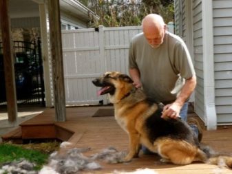 Сторожові породи собак (фото 48): кращі пси-сторожі для приватного будинку, собаки великих, маленьких і середніх розмірів з назвами і описом