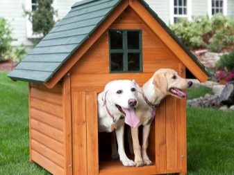 Сторожові породи собак (фото 48): кращі пси-сторожі для приватного будинку, собаки великих, маленьких і середніх розмірів з назвами і описом