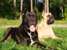 Сторожові породи собак (фото 48): кращі пси-сторожі для приватного будинку, собаки великих, маленьких і середніх розмірів з назвами і описом