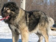 Сторожові породи собак (фото 48): кращі пси-сторожі для приватного будинку, собаки великих, маленьких і середніх розмірів з назвами і описом