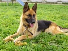 Сторожові породи собак (фото 48): кращі пси-сторожі для приватного будинку, собаки великих, маленьких і середніх розмірів з назвами і описом