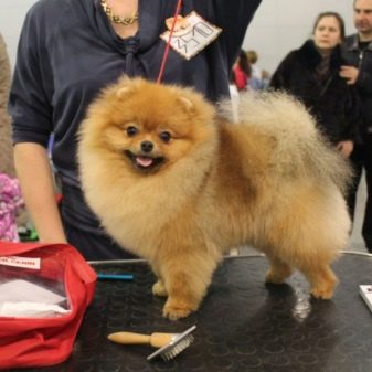 Стрижений померанський шпіц (31 фото): підстрижений білий карликовий шпіц після процедури. Як правильно стригти вуха?