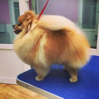 Стрижений померанський шпіц (31 фото): підстрижений білий карликовий шпіц після процедури. Як правильно стригти вуха?