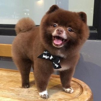 Стрижений померанський шпіц (31 фото): підстрижений білий карликовий шпіц після процедури. Як правильно стригти вуха?