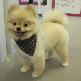 Стрижений померанський шпіц (31 фото): підстрижений білий карликовий шпіц після процедури. Як правильно стригти вуха?