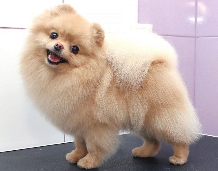 Стрижений померанський шпіц (31 фото): підстрижений білий карликовий шпіц після процедури. Як правильно стригти вуха?