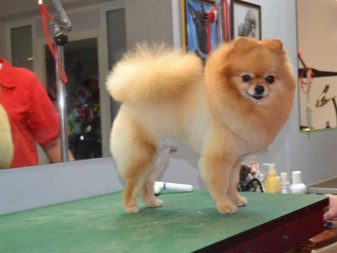 Стрижений померанський шпіц (31 фото): підстрижений білий карликовий шпіц після процедури. Як правильно стригти вуха?