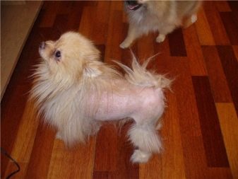 Стрижений померанський шпіц (31 фото): підстрижений білий карликовий шпіц після процедури. Як правильно стригти вуха?