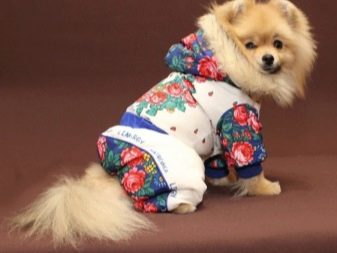 Стрижений померанський шпіц (31 фото): підстрижений білий карликовий шпіц після процедури. Як правильно стригти вуха?