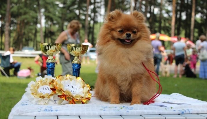 Стрижений померанський шпіц (31 фото): підстрижений білий карликовий шпіц після процедури. Як правильно стригти вуха?