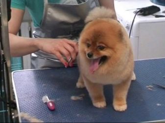 Стрижений померанський шпіц (31 фото): підстрижений білий карликовий шпіц після процедури. Як правильно стригти вуха?