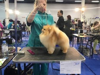 Стрижений померанський шпіц (31 фото): підстрижений білий карликовий шпіц після процедури. Як правильно стригти вуха?