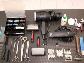 Стрижений померанський шпіц (31 фото): підстрижений білий карликовий шпіц після процедури. Як правильно стригти вуха?