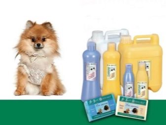 Стрижений померанський шпіц (31 фото): підстрижений білий карликовий шпіц після процедури. Як правильно стригти вуха?