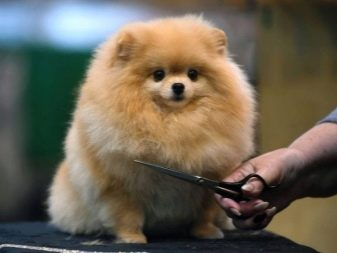 Стрижений померанський шпіц (31 фото): підстрижений білий карликовий шпіц після процедури. Як правильно стригти вуха?