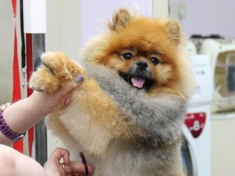 Стрижений померанський шпіц (31 фото): підстрижений білий карликовий шпіц після процедури. Як правильно стригти вуха?