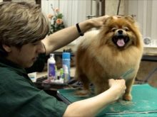 Стрижений померанський шпіц (31 фото): підстрижений білий карликовий шпіц після процедури. Як правильно стригти вуха?