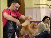 Стрижений померанський шпіц (31 фото): підстрижений білий карликовий шпіц після процедури. Як правильно стригти вуха?