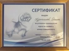 Стрижений померанський шпіц (31 фото): підстрижений білий карликовий шпіц після процедури. Як правильно стригти вуха?