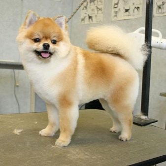 Стрижений померанський шпіц (31 фото): підстрижений білий карликовий шпіц після процедури. Як правильно стригти вуха?