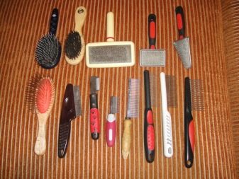 Стрижений померанський шпіц (31 фото): підстрижений білий карликовий шпіц після процедури. Як правильно стригти вуха?